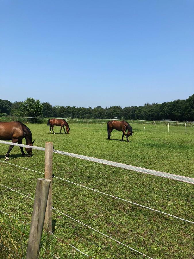 Hof Ter Sysen Villa Loppem Exteriör bild